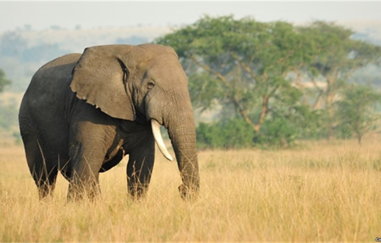 African elephant - Julie Larsen Maher